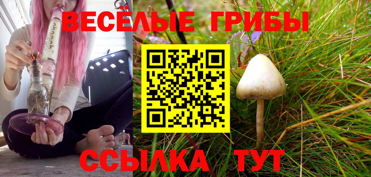 Галлюциногенные грибы Psilocybe Моздок